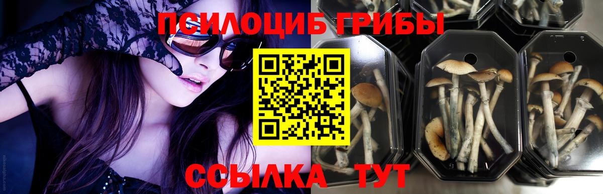 Галлюциногенные грибы Psilocybine cubensis Улан-Удэ